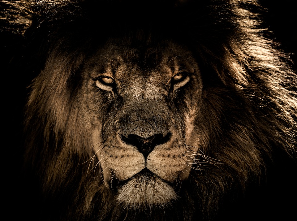 You need to develop the lion attitude. - Zero To Alpha