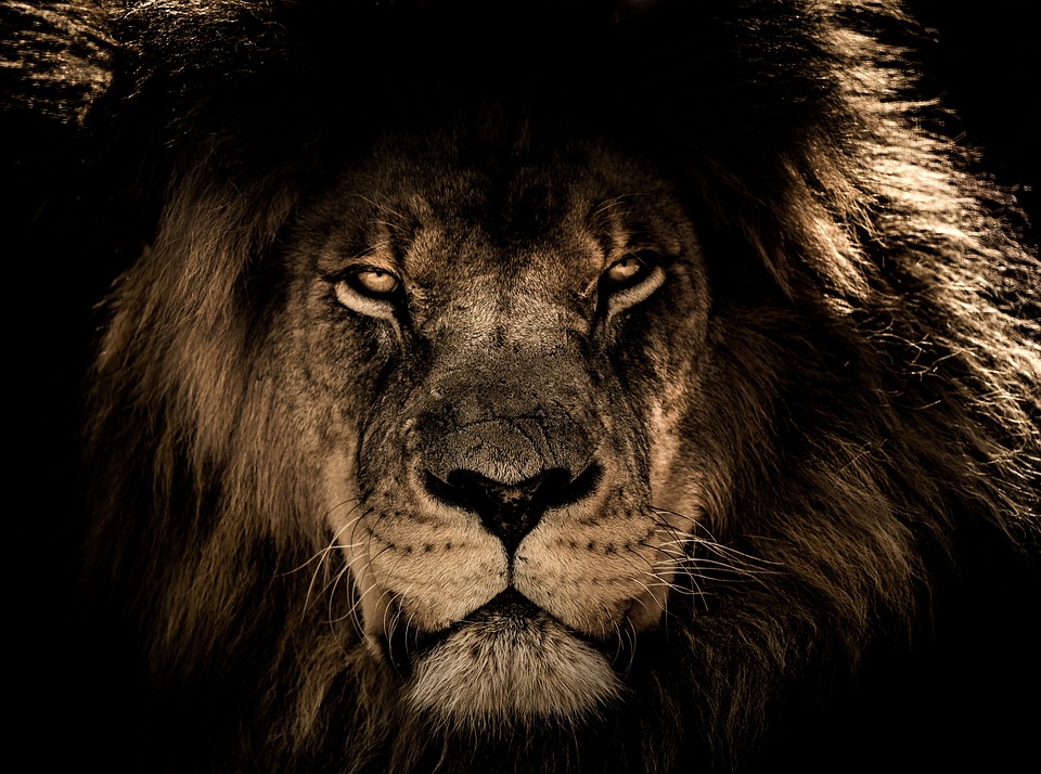 I can’t explain why but the lion was always my favorite animal. Maybe because he just follows his instincts and does what he wants. The lion is the prime example of the alpha male. He’s the alpha animal of the jungle. That’s right the king of the jungle is also the most alpha animal there is.